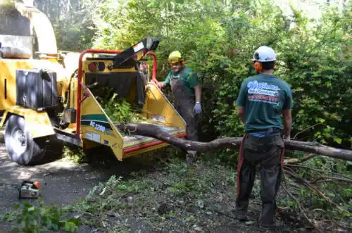 tree services Protection